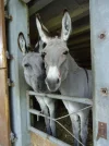 DSC00080.webp