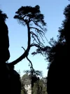 baum rathen.webp