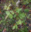 DSCN2407.webp