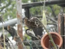 DSCN2224 (800x600).webp
