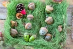 !! Eicheln im Nest.webp