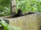 DSCN4892 (800x600).webp