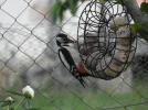 DSCN5345 (800x600).webp