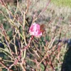 fairynewyearoriLITTLE.webp