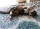Pez_Bett.webp