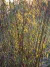 BAMBUSSI1010885.webp