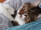 Pez_schmollt.webp