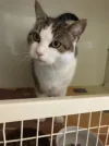 Elvis II_noch im Tierheim 1.webp