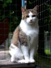 Elvis II_noch im Tierheim 2.webp