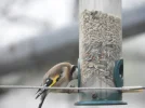 DSCN2685 (800x600).webp