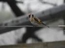 DSCN2689 (800x600).webp