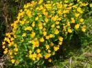 DSCN2632 (800x600).webp