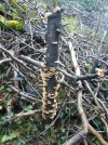 DSCN2412.webp