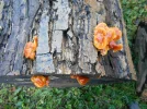 DSCN2415.webp