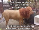 löwe.webp