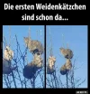 7 weddenkätzchen.webp