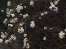 SchneebeereP1221234.webp