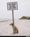 7 dogs.webp