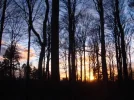 Abendwald.webp