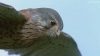 4170.gif