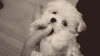 2787.gif