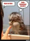 FB_IMG_1581488162389.webp