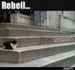 !! Rebell.webp