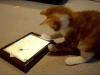 5103.gif