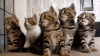 4488.gif