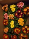 IMG-20200213-WA0002.webp