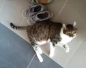 Pez_Schuhfetisch_1.webp