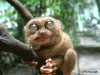 39764.gif