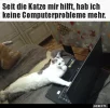 7 katze.webp