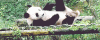 2784.gif