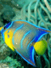 8 fisch.gif