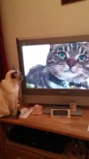Katze schaut Fernsehen.webp