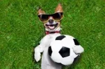 7hund.webp