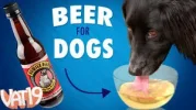 7 beer for dogs.webp