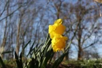 narzissen.webp
