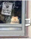 cat.webp
