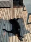 Chicho lazy.webp