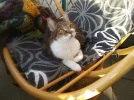 Pez_Vogerl.webp