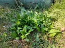 Bärlauch IMG20200405150836.webp
