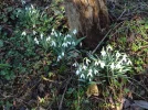 Frühling.webp