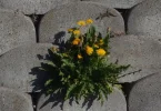 das hier.webp