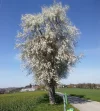 Birnenblüte_1.webp