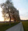 Birnenblüte_6.webp