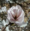 Magnolienbüte_1.webp