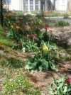 Tulpen_1.webp