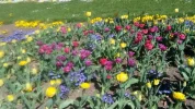 Tulpen_6.webp